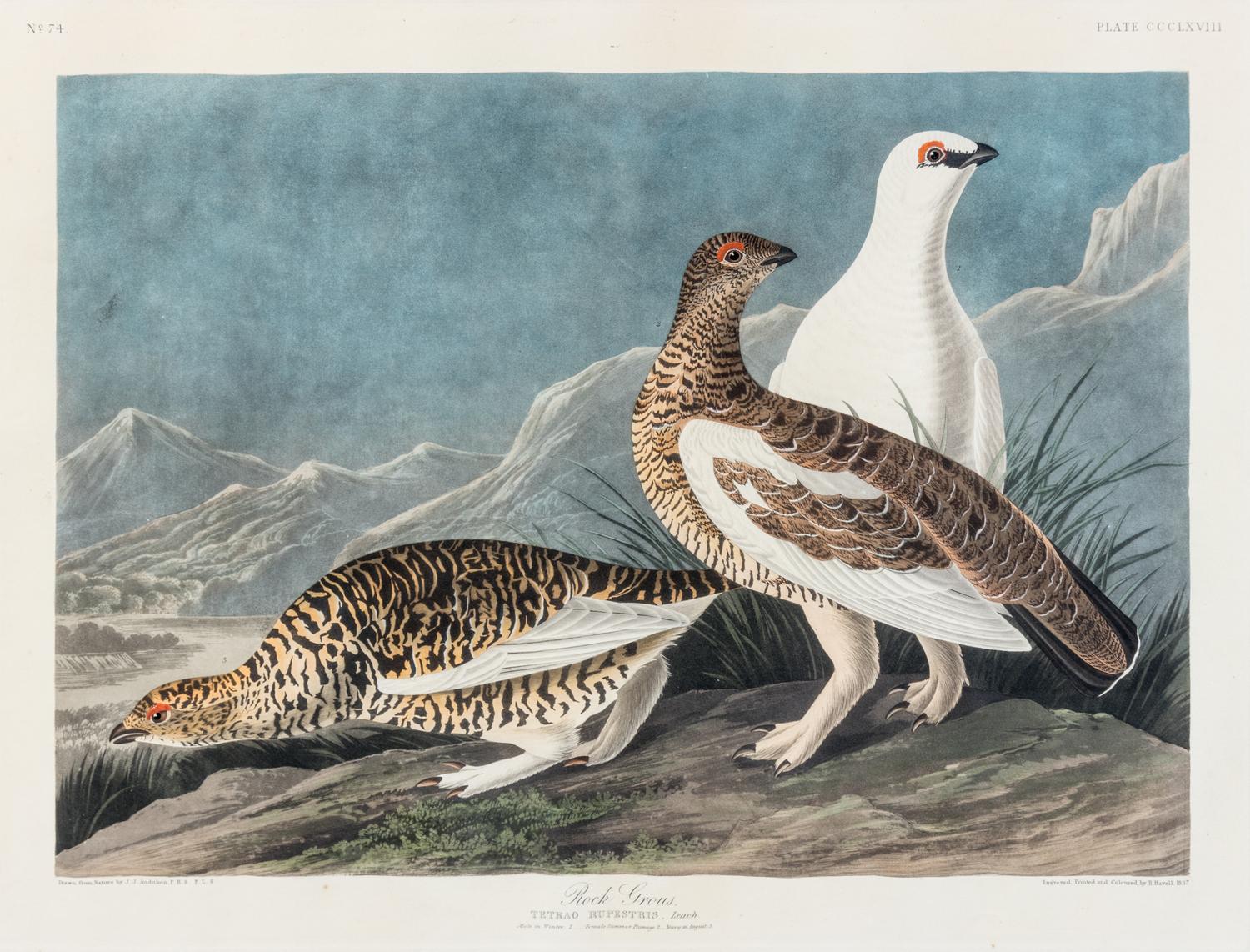 AUDUBON, John James (1785-1851)