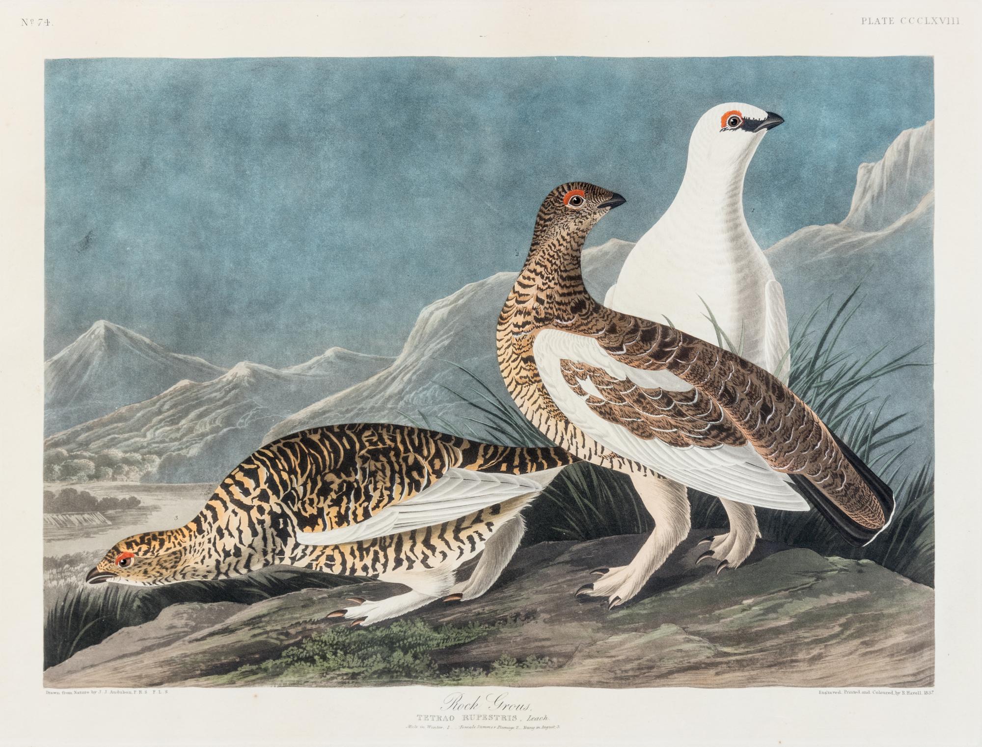 AUDUBON, John James (1785-1851)