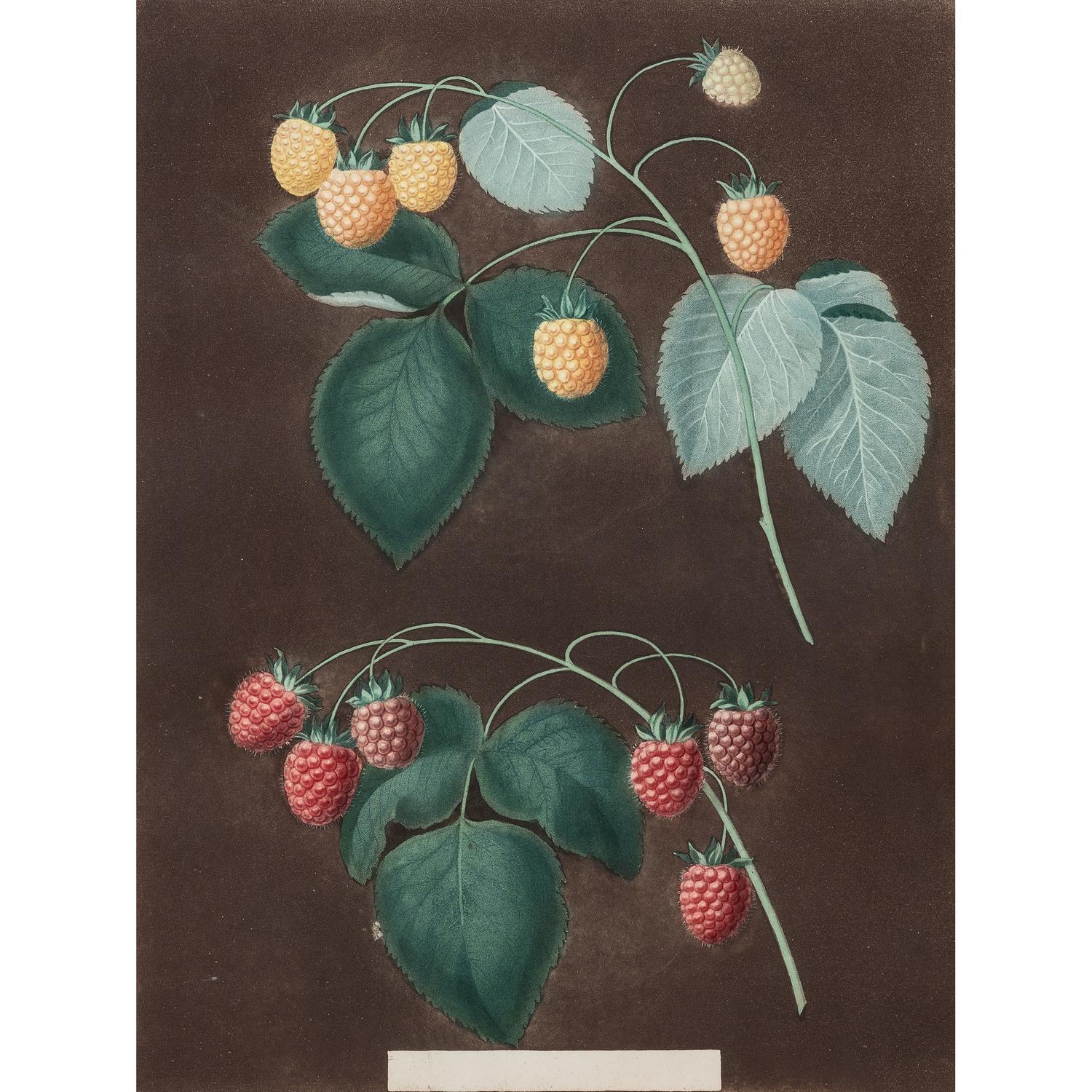 George Brookshaw (English, 1751-1823)