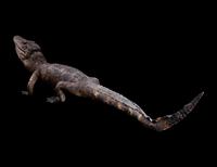 A Taxidermy Cayman ( Caiman crocodilus )