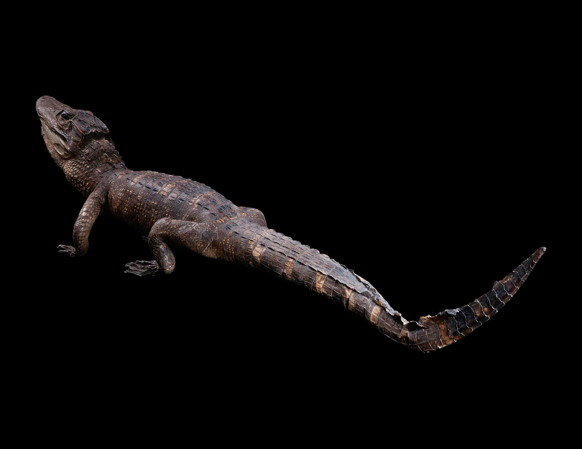 A Taxidermy Cayman ( Caiman crocodilus )