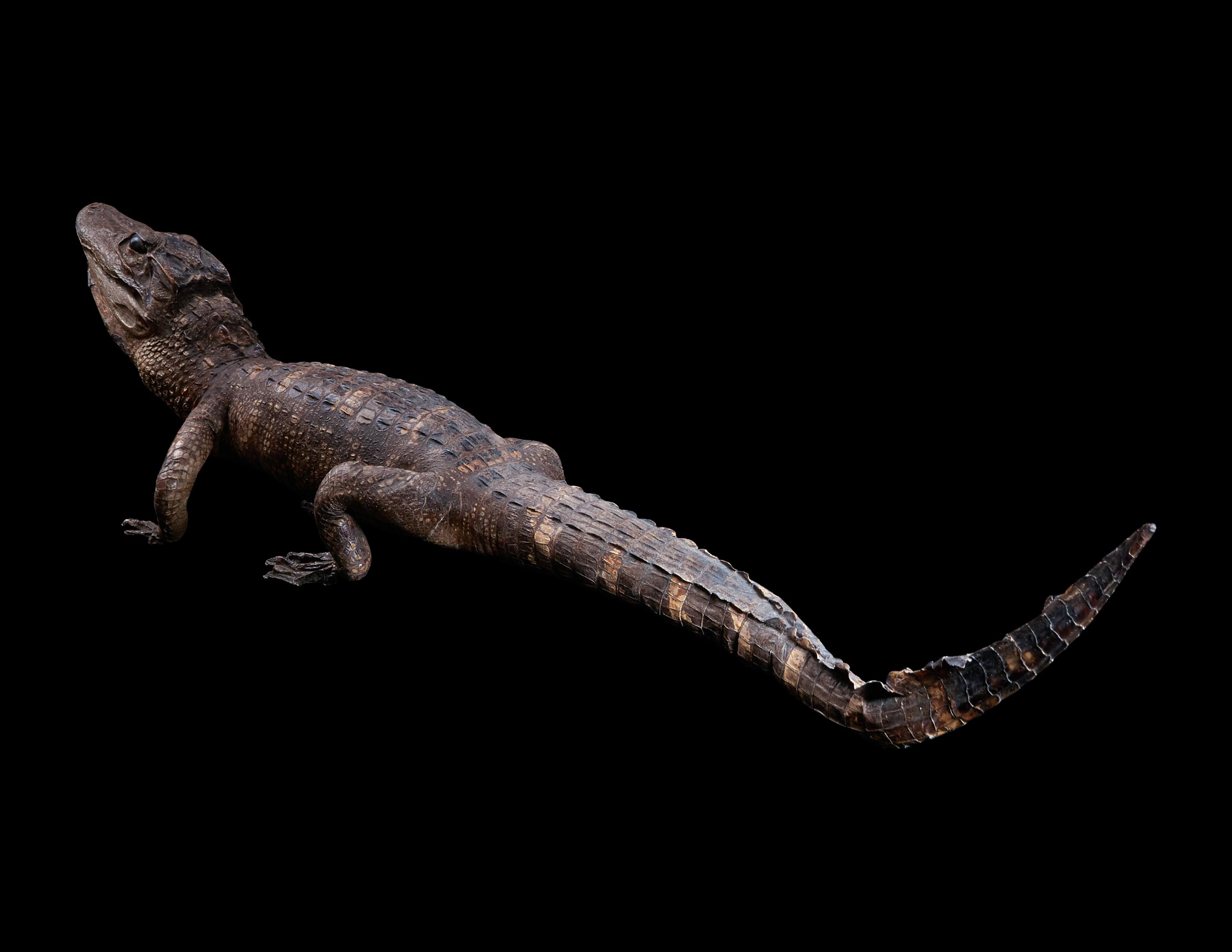 A Taxidermy Cayman ( Caiman crocodilus )