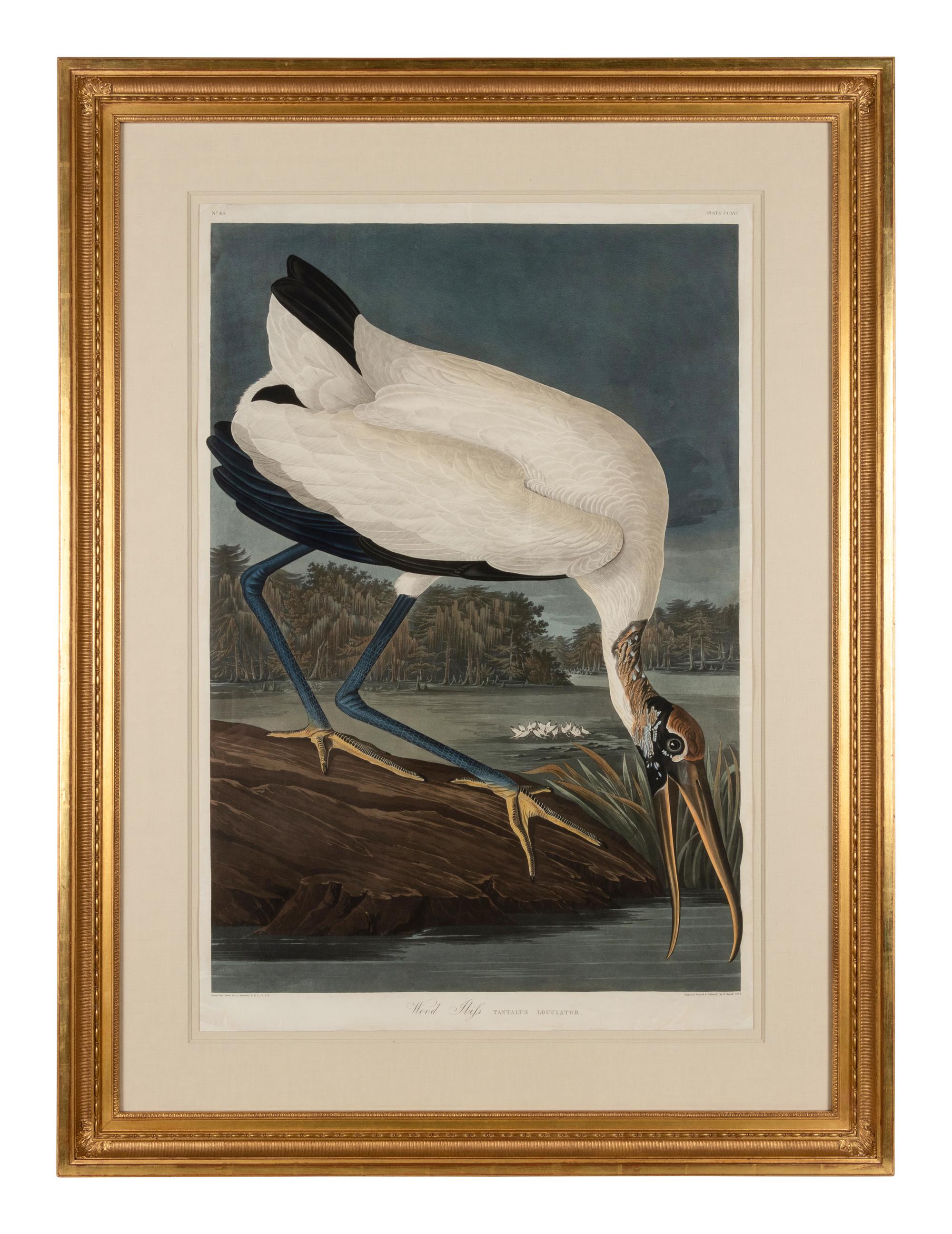 AUDUBON, John James (1785-1851)