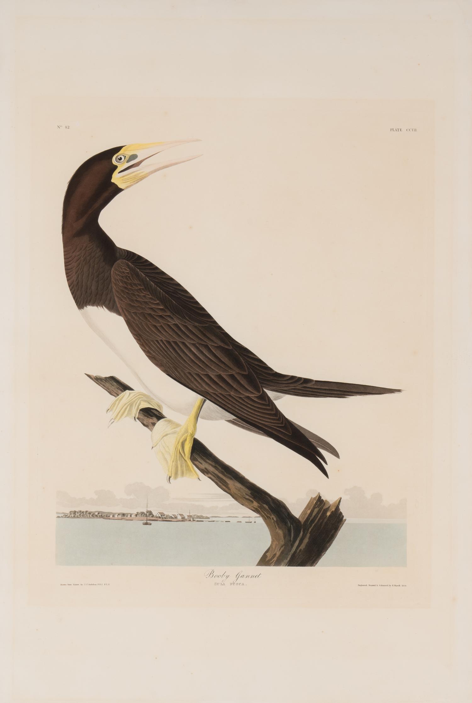 AUDUBON, John James (1785-1851). Booby Gannet (Plate CCVII, No. 42) Sula leucogaster