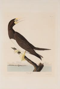 AUDUBON, John James (1785-1851). Booby Gannet (Plate CCVII, No. 42) Sula leucogaster