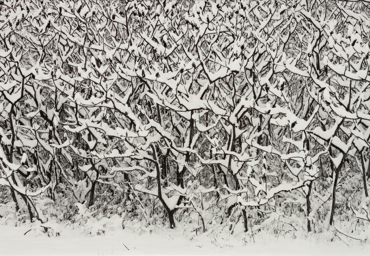 A group of four photographs ( Moqui Marbles, Arizona; Sumacs in Snow, North Conway, New Hampshire; Desert Trumpet in Snow, Utah; Untitled - Snow Covered Trees on Hillside )