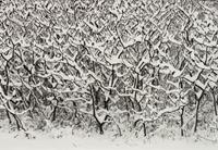 A group of four photographs ( Moqui Marbles, Arizona; Sumacs in Snow, North Conway, New Hampshire; Desert Trumpet in Snow, Utah; Untitled - Snow Covered Trees on Hillside )