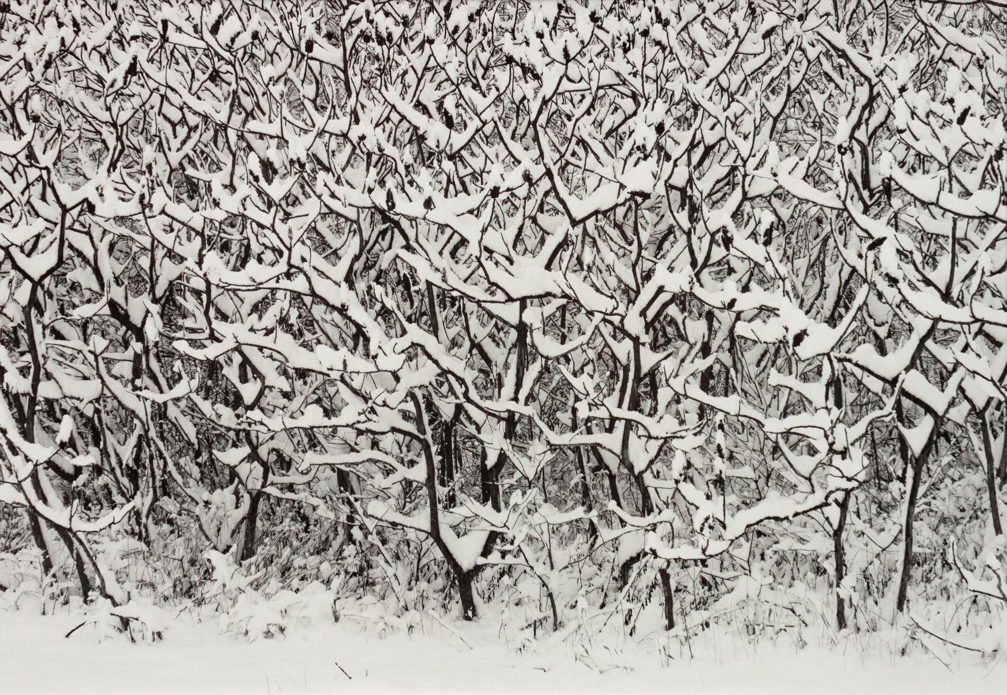A group of four photographs ( Moqui Marbles, Arizona; Sumacs in Snow, North Conway, New Hampshire; Desert Trumpet in Snow, Utah; Untitled - Snow Covered Trees on Hillside )