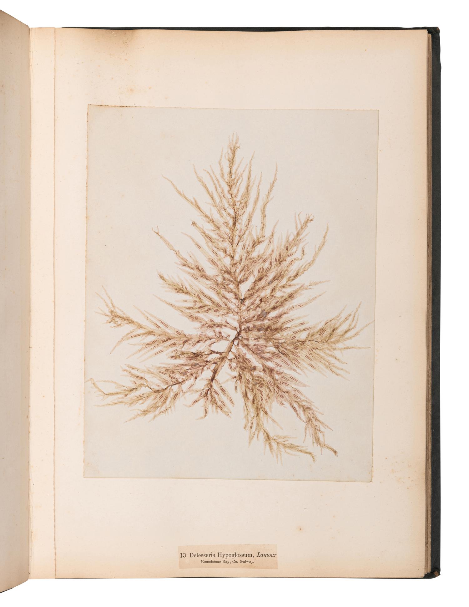 [SPECIMEN ALBUM]. M'CALLA, William. Algae Hibernicae . Dublin: Samuel B. Oldham, 1845, 1848.