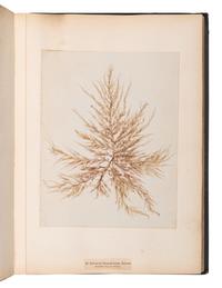 [SPECIMEN ALBUM]. M'CALLA, William. Algae Hibernicae . Dublin: Samuel B. Oldham, 1845, 1848.