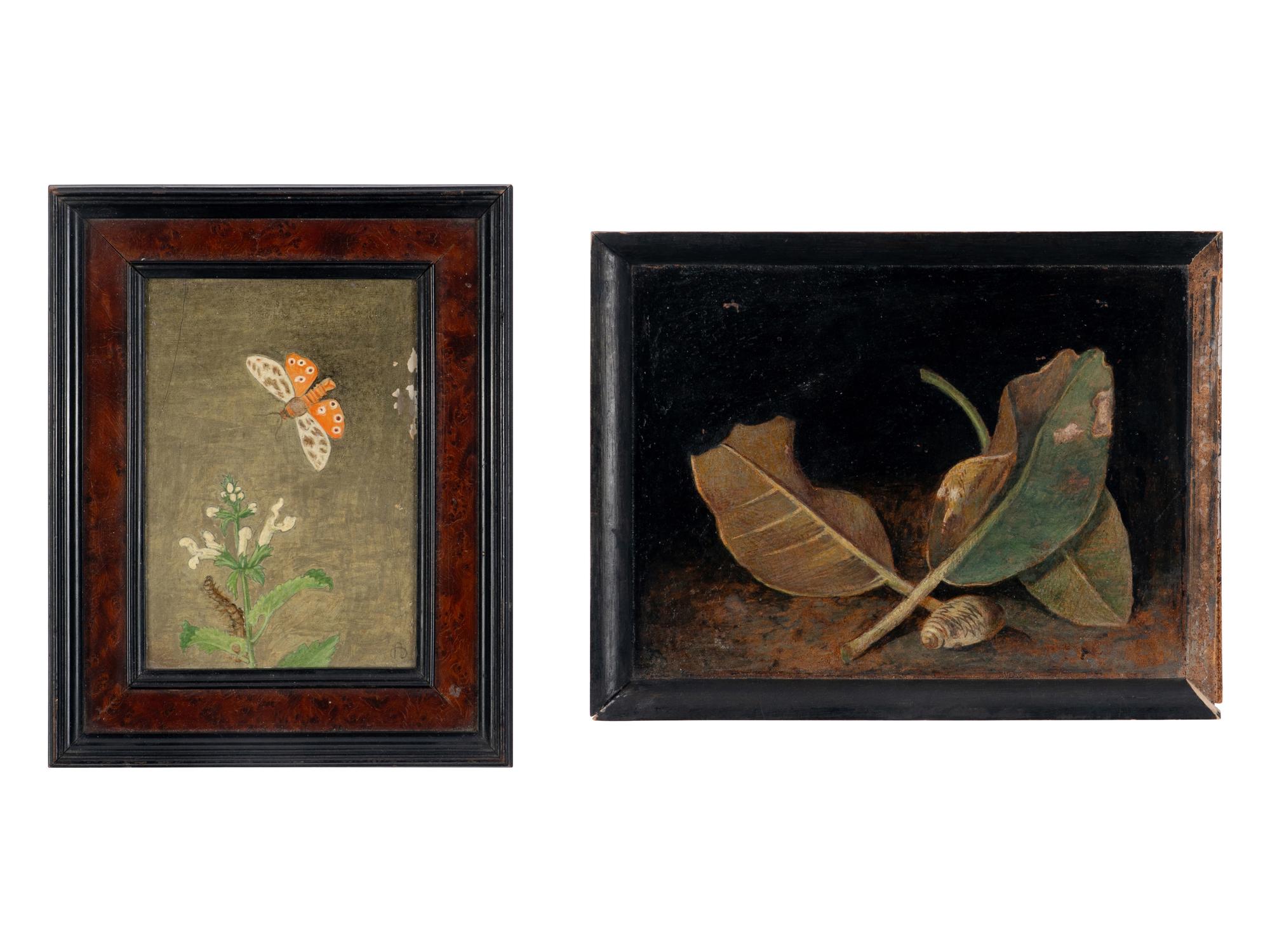 Magnolia Leaves and Shell and Tiger Moth and Nettle (two works), 1971