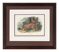 [Prints] Audubon, John James Group of 6 Lithographs from the Quadrupeds of America