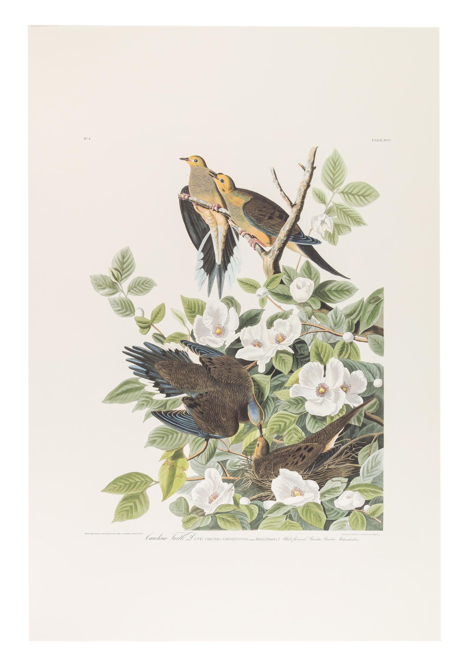 AUDUBON, John James (1785-1851). Audubon's Fifty Best from the Original Havell Engravings of the Birds of America...the Field Museum . Chicago: Oppenheimer Editions, 1999.