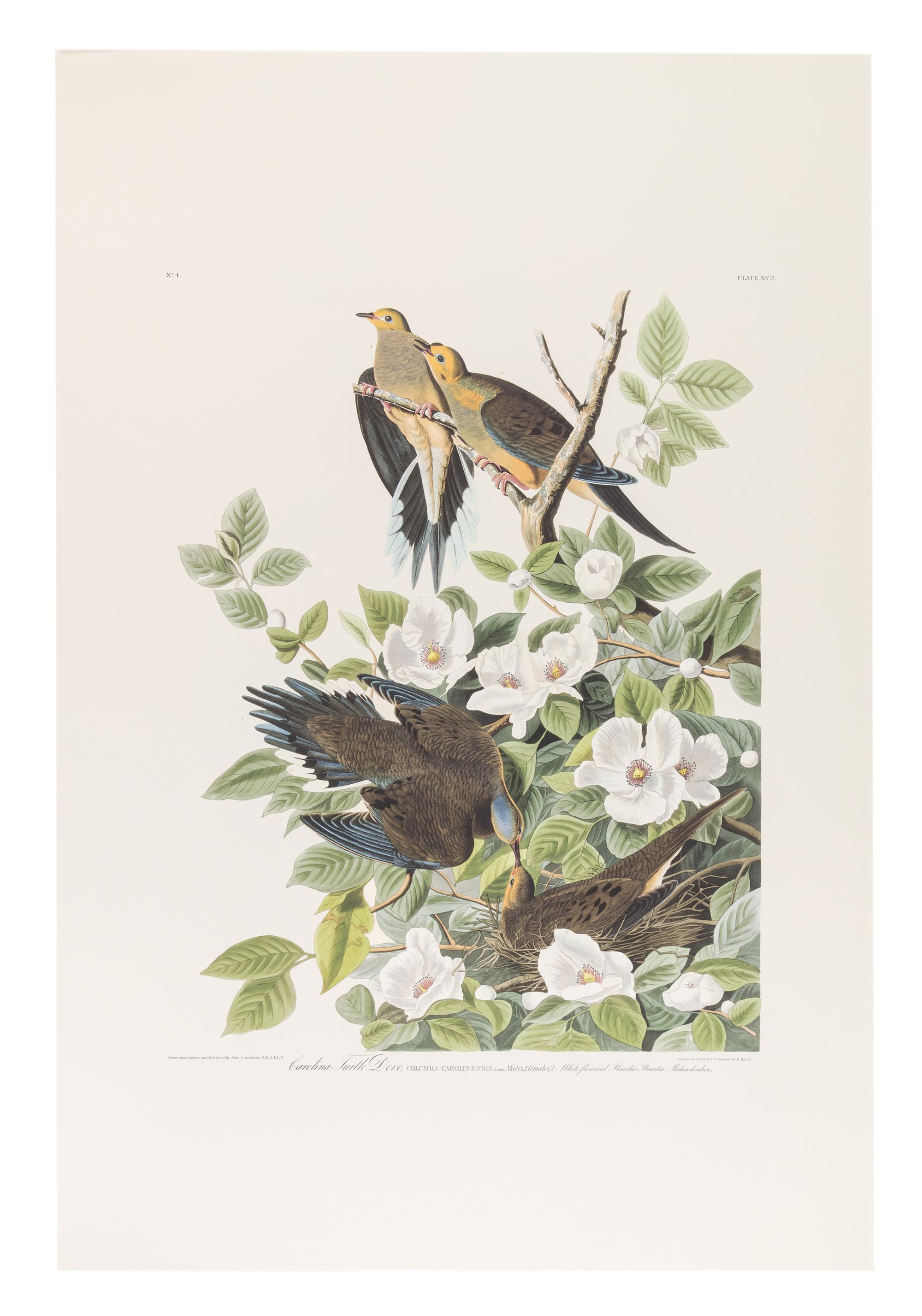 AUDUBON, John James (1785-1851). Audubon's Fifty Best from the Original Havell Engravings of the Birds of America...the Field Museum . Chicago: Oppenheimer Editions, 1999.