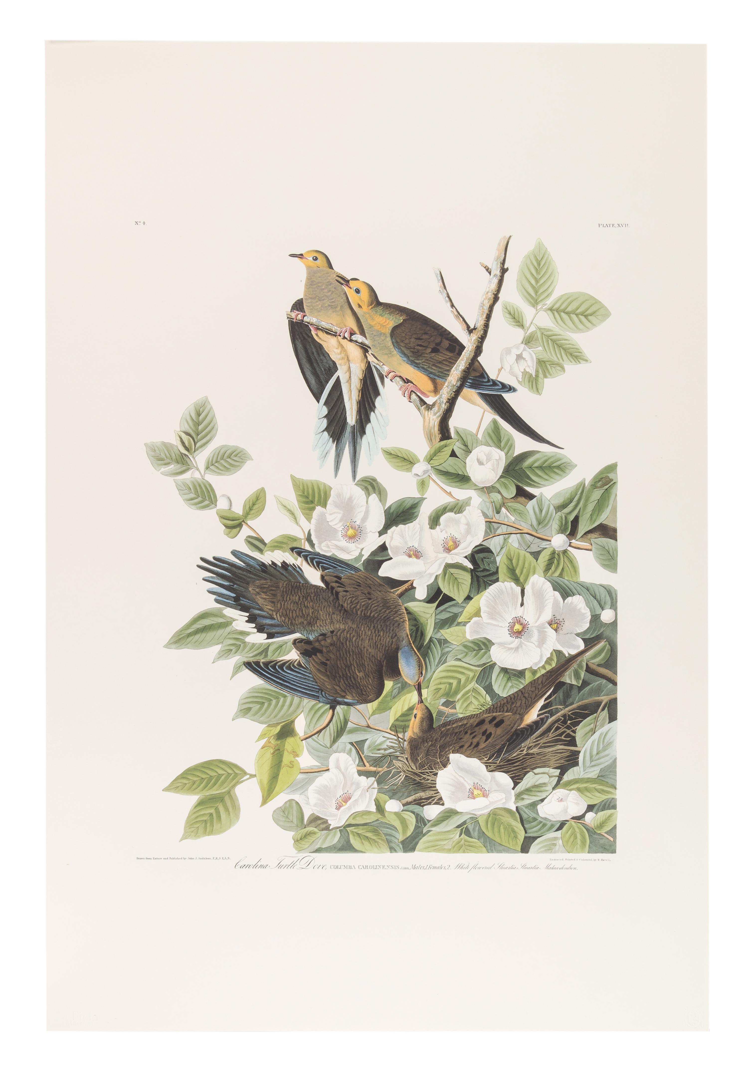AUDUBON, John James (1785-1851). Audubon's Fifty Best from the Original Havell Engravings of the Birds of America...the Field Museum . Chicago: Oppenheimer Editions, 1999.
