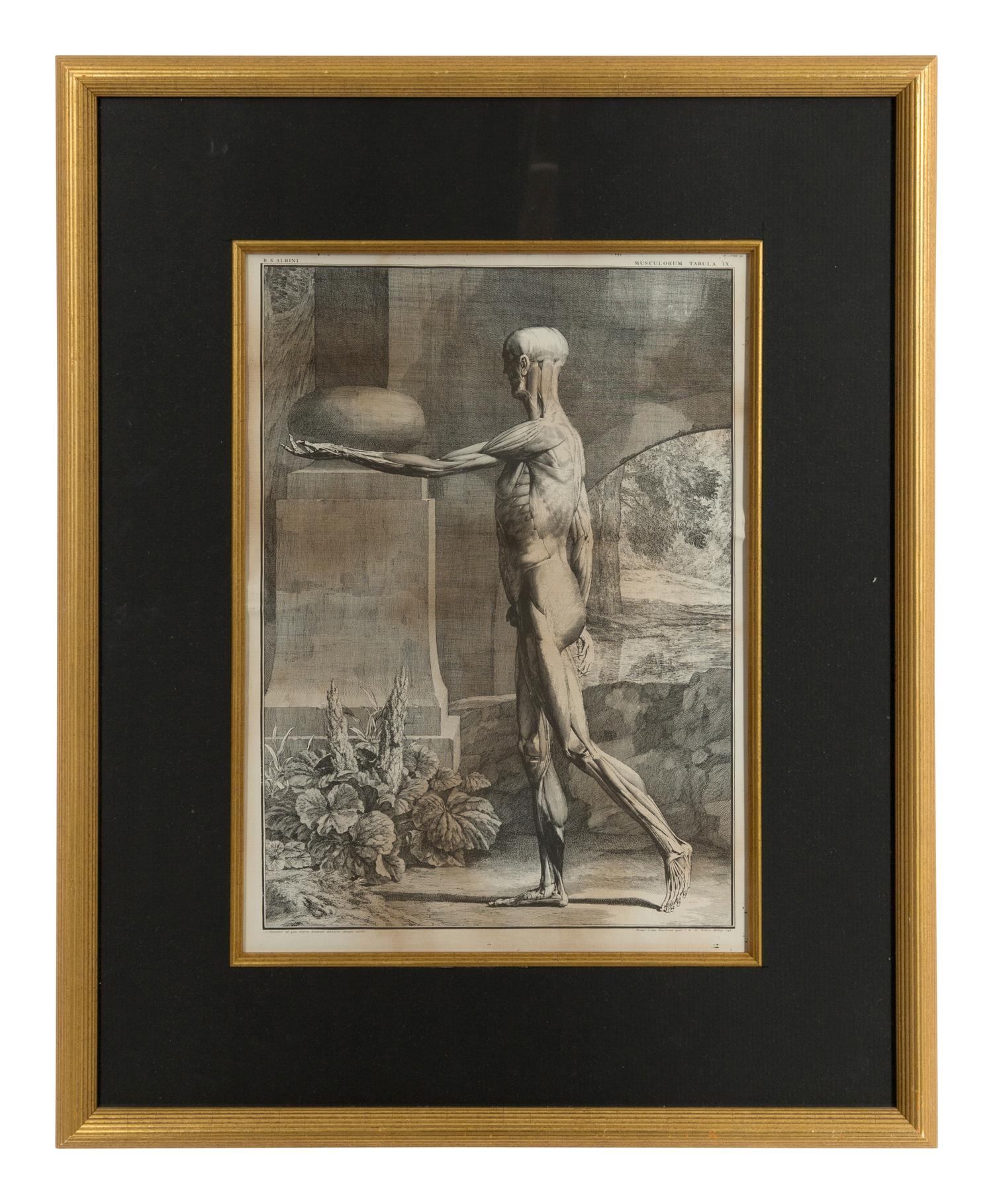Tabulae sceleti et musculorum corporis humani (three works)