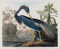 AUDUBON, John James (1785-1851) Louisiana Heron (Plate CCXVII) Ardea ludoviciana