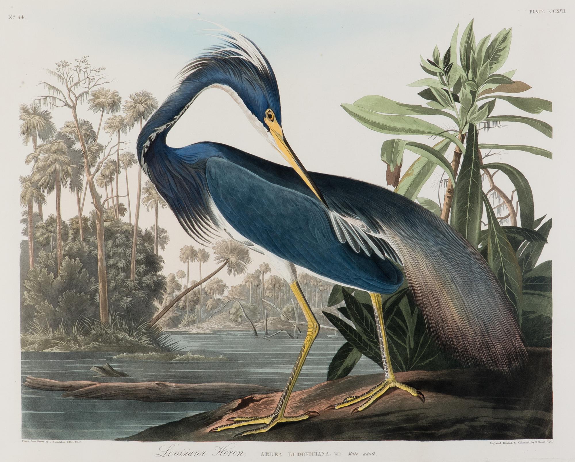 AUDUBON, John James (1785-1851) Louisiana Heron (Plate CCXVII) Ardea ludoviciana