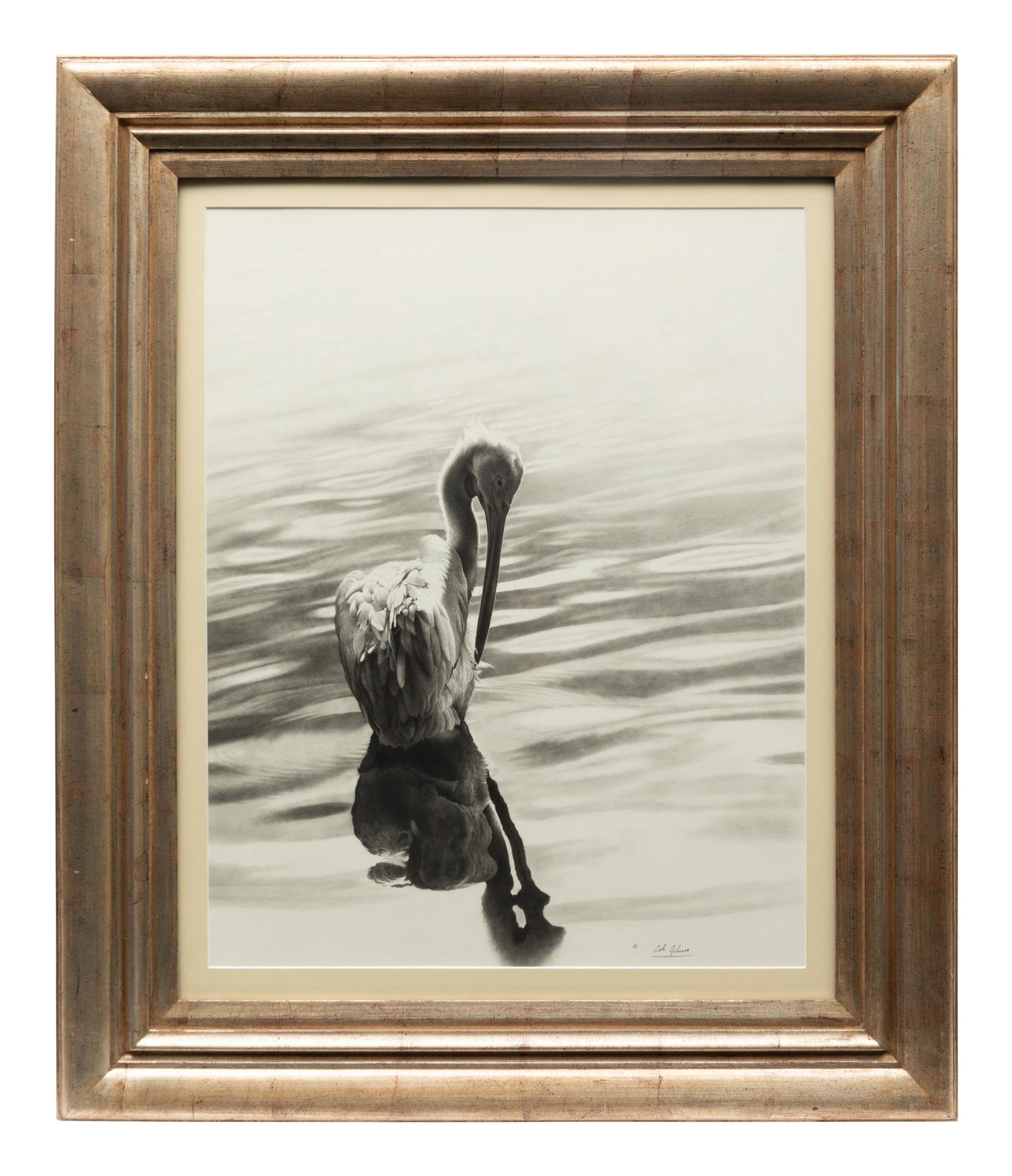 White Pelican