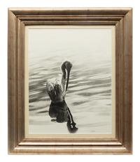 White Pelican