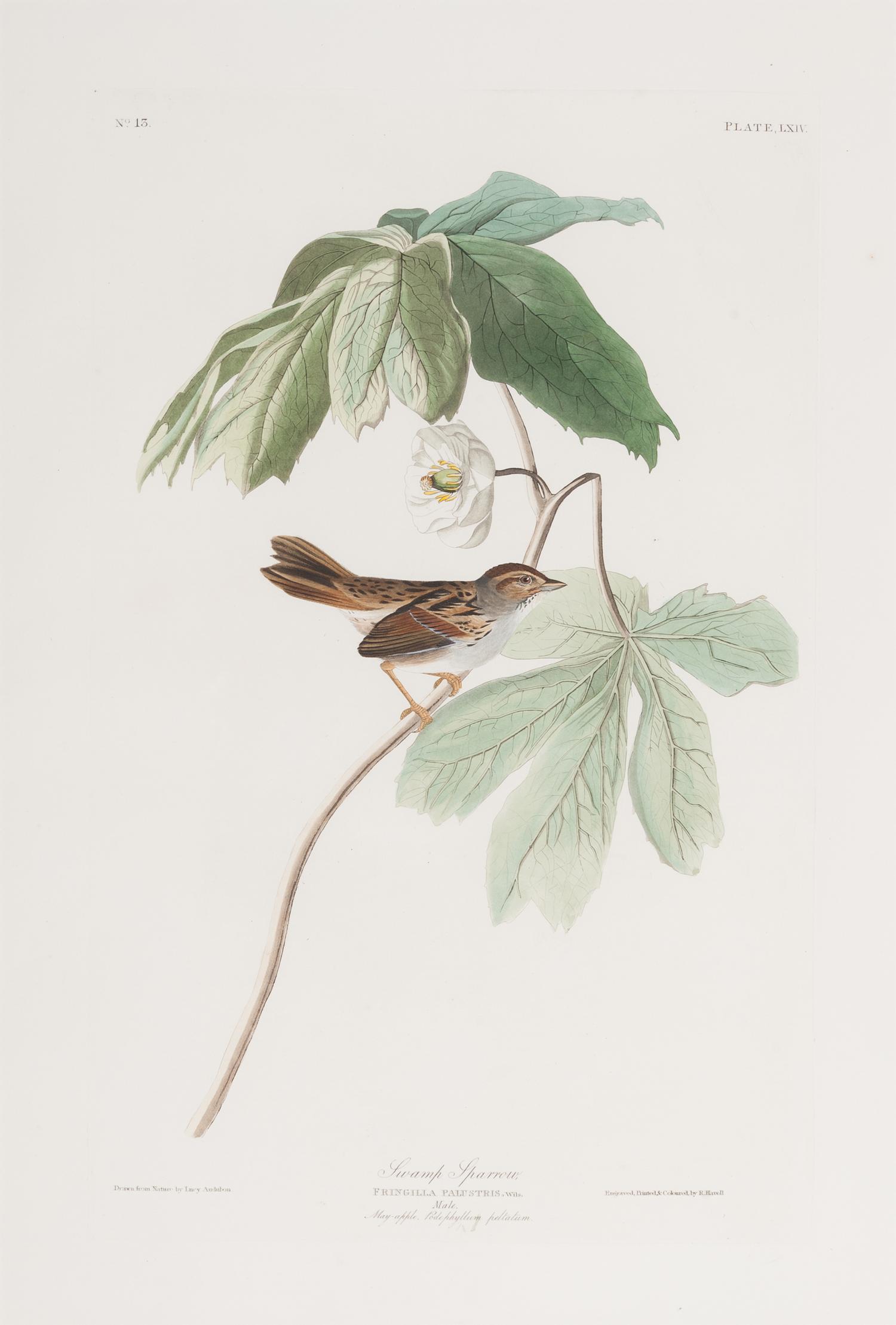 AUDUBON, John James (1785-1851).