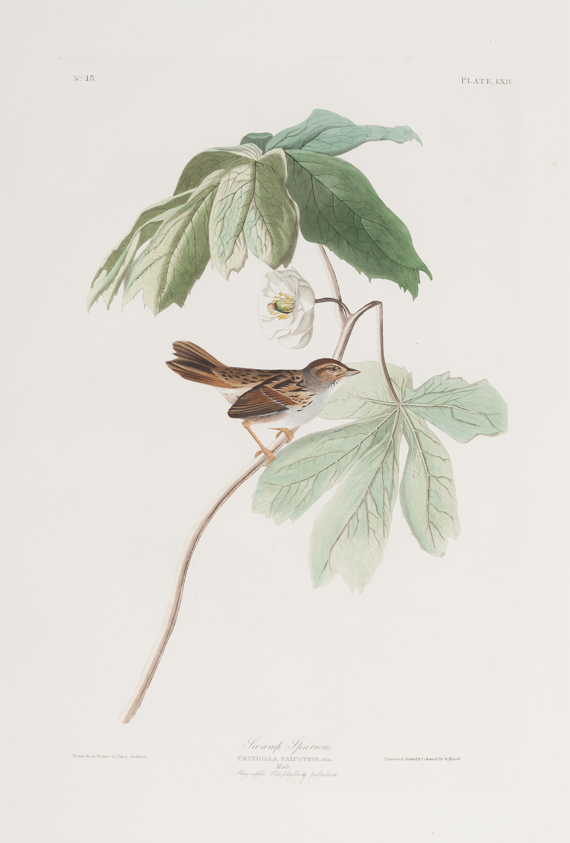 AUDUBON, John James (1785-1851).