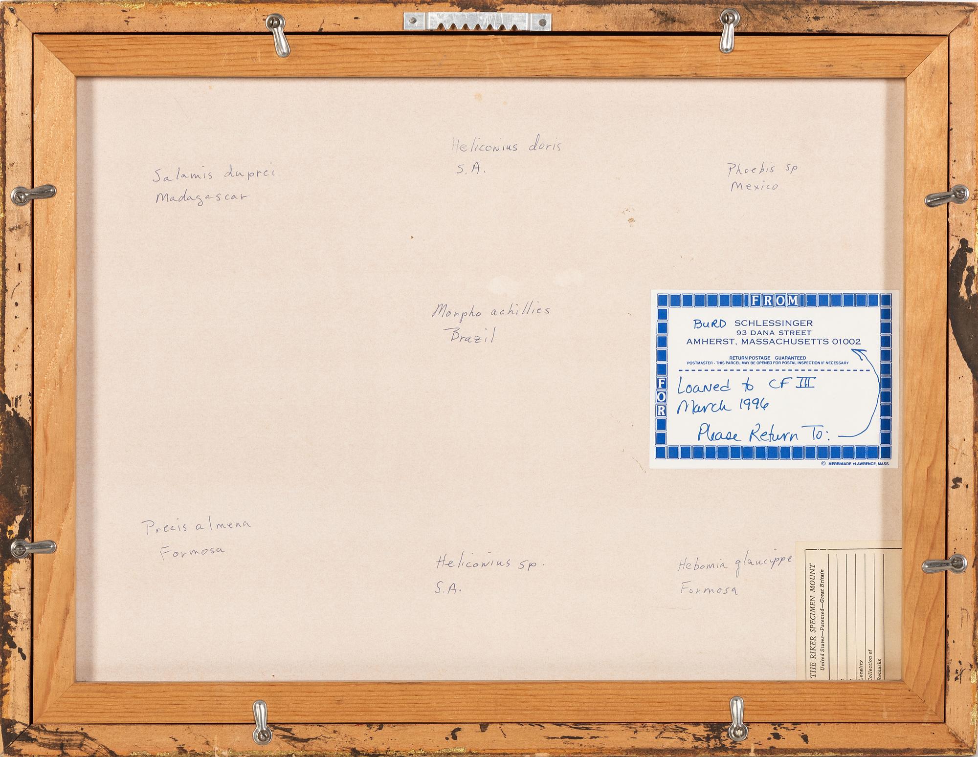 Three Framed Groups of Lepidopterological Specimens