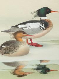 Group of Nine Works, American Bird Series, 1988