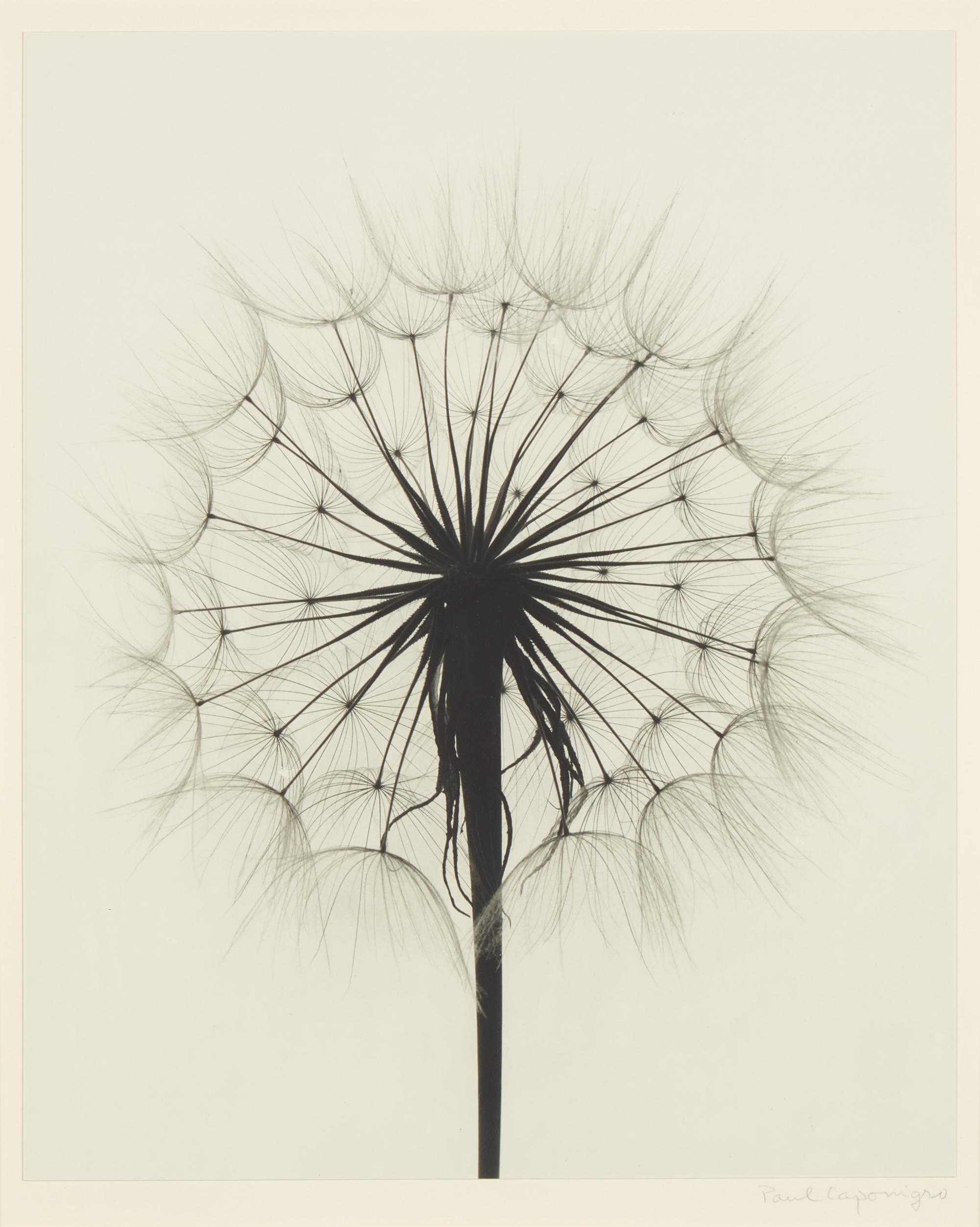 Paul Caponigro (American, 1932-2024) — Scots Thistle, Rochester, NY , 1958