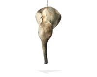 Untitled (Elephant) , 1987