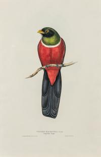 GOULD, John (1804-1881)