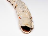 Nunivak Island Carved Cribbage Board