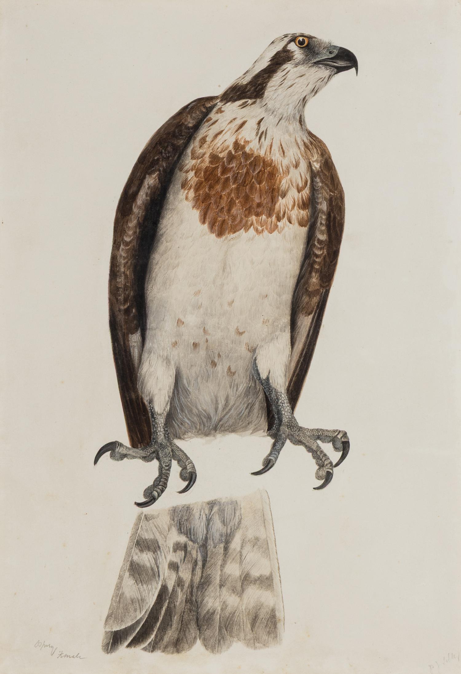 Female Osprey , 1820