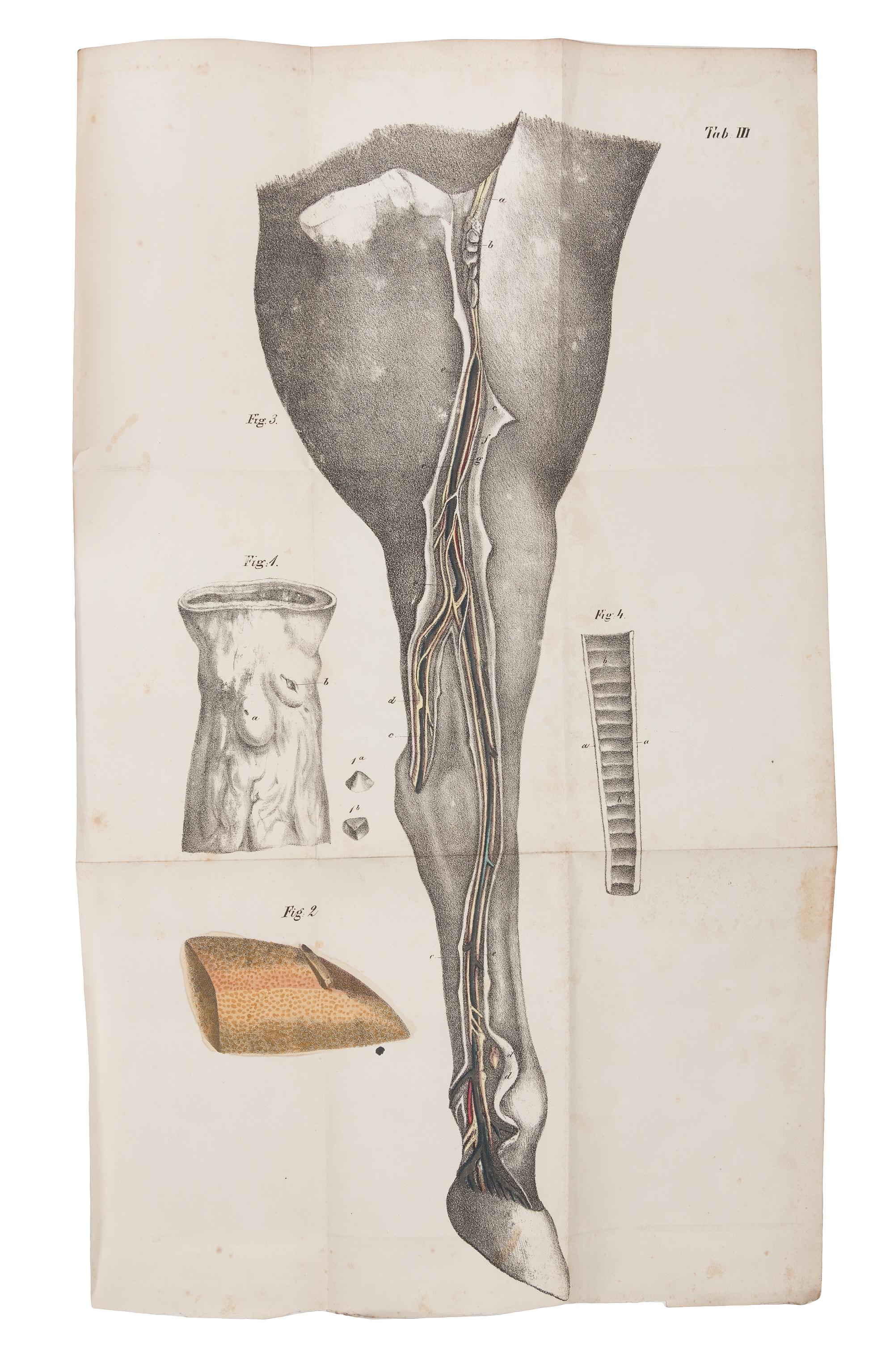 [MEDICINE & SCIENCE]. A group of works. Together 3 volumes.