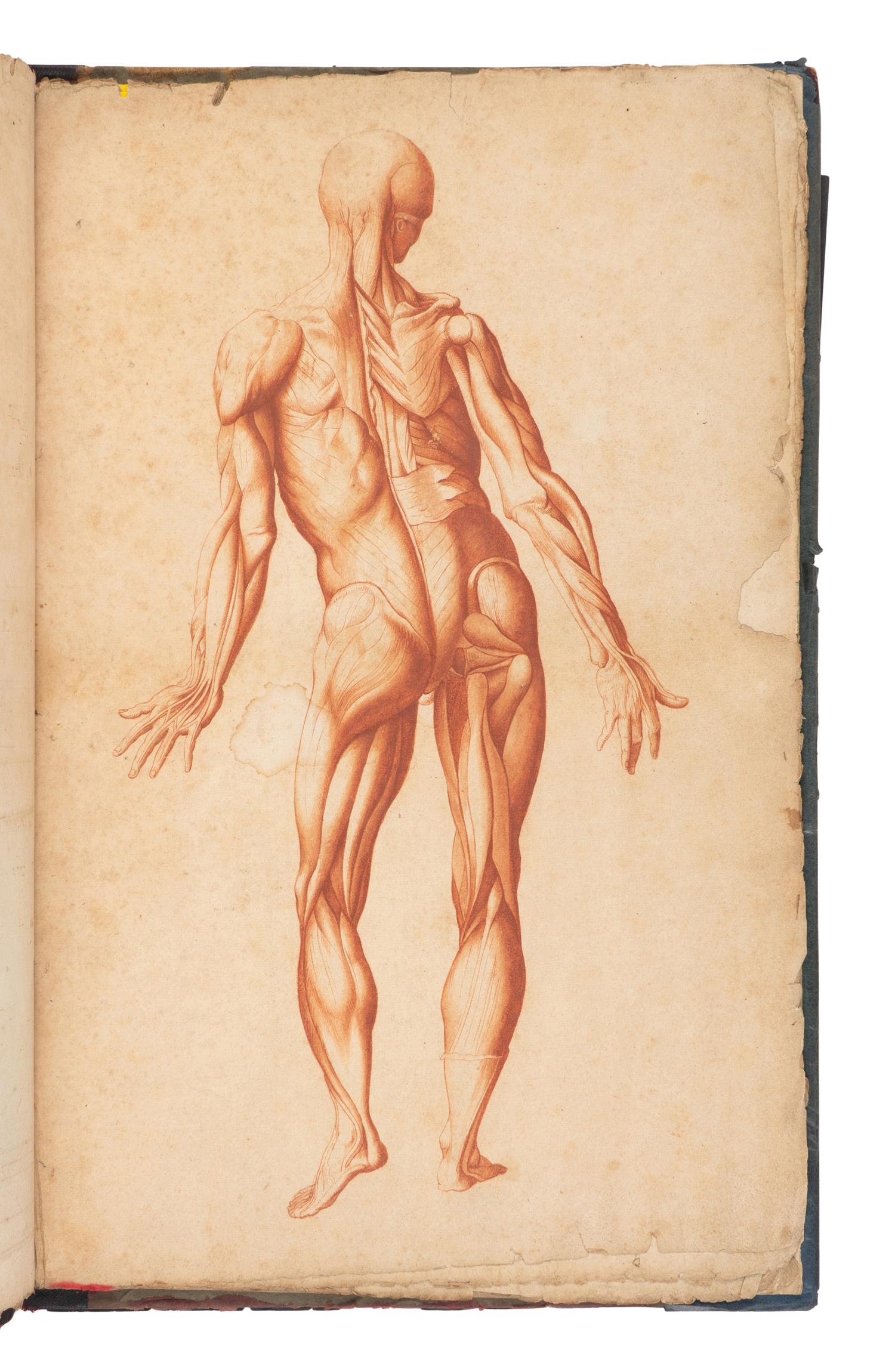 [SCIENCE & MEDICINE -MANUSCRIPT]. [After TORTEBAT, Francois (c 1616-1690), illustrator. -- PILES, Roger de (1635-1709)]. "Abrege d'Anatomie Accommode aux Arts de Peinture et de Sculpture. " [France, ca 17th- early 18th century].