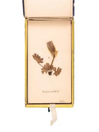 [SPECIMEN ALBUM]. "Phaneroganiae alpinae." 1869.