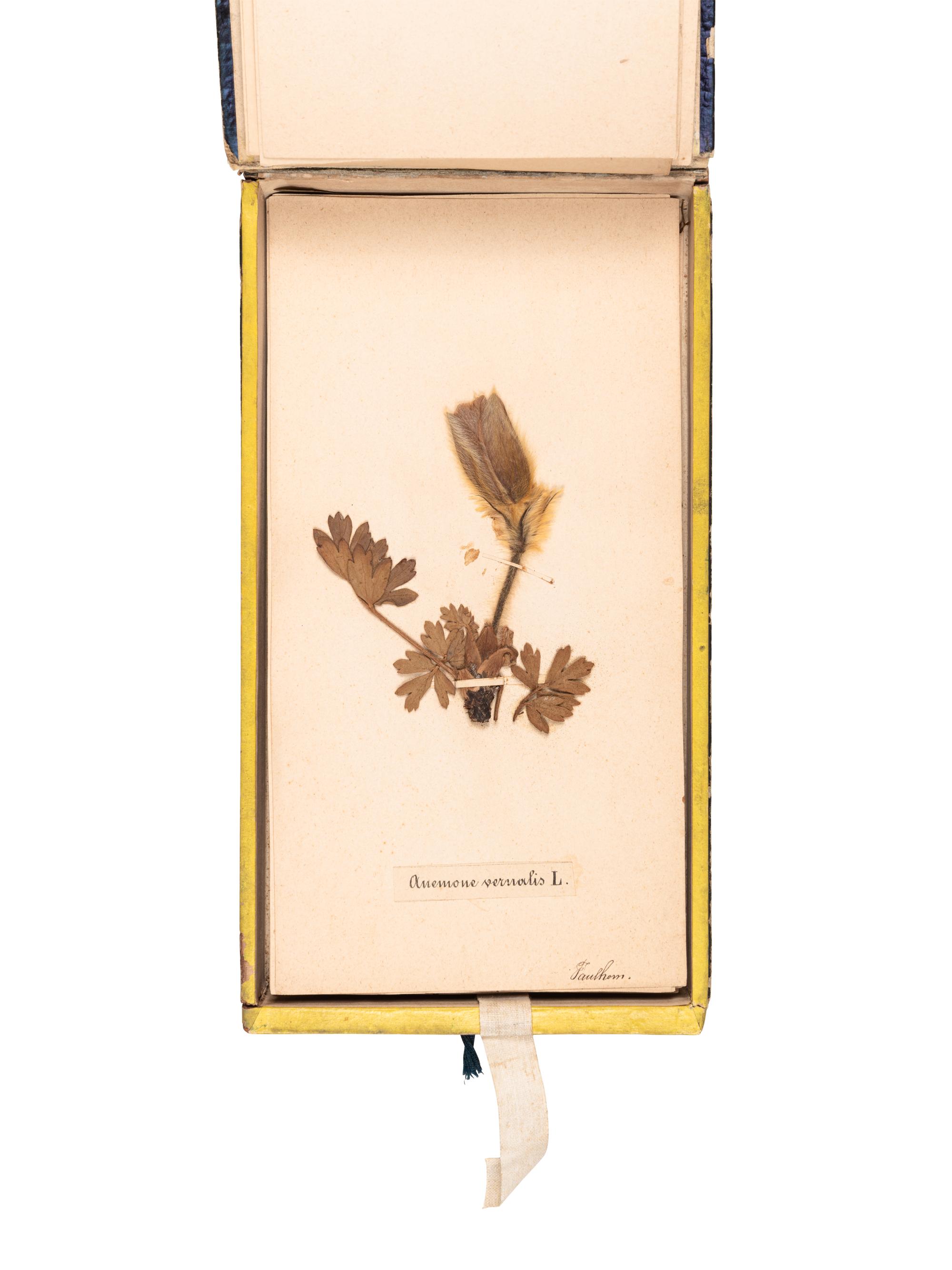 [SPECIMEN ALBUM]. "Phaneroganiae alpinae." 1869.