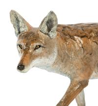 Coyote, edition 32/50