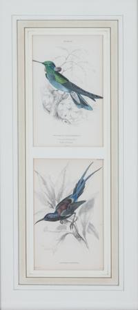 A Set of Seven Hand-colored Bird Engravings Height of largest frame 17 1/2 x width 8 1/2 inches. — After William Home Lizars, (Scottish, 1788-1859)