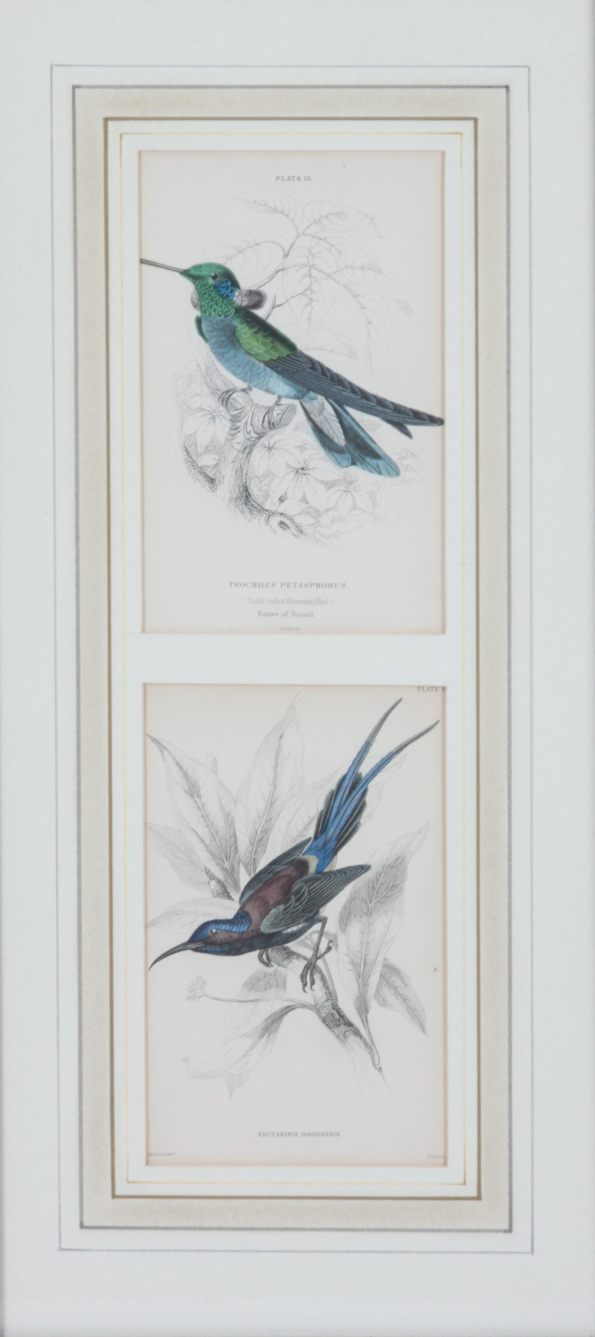 A Set of Seven Hand-colored Bird Engravings Height of largest frame 17 1/2 x width 8 1/2 inches. — After William Home Lizars, (Scottish, 1788-1859)