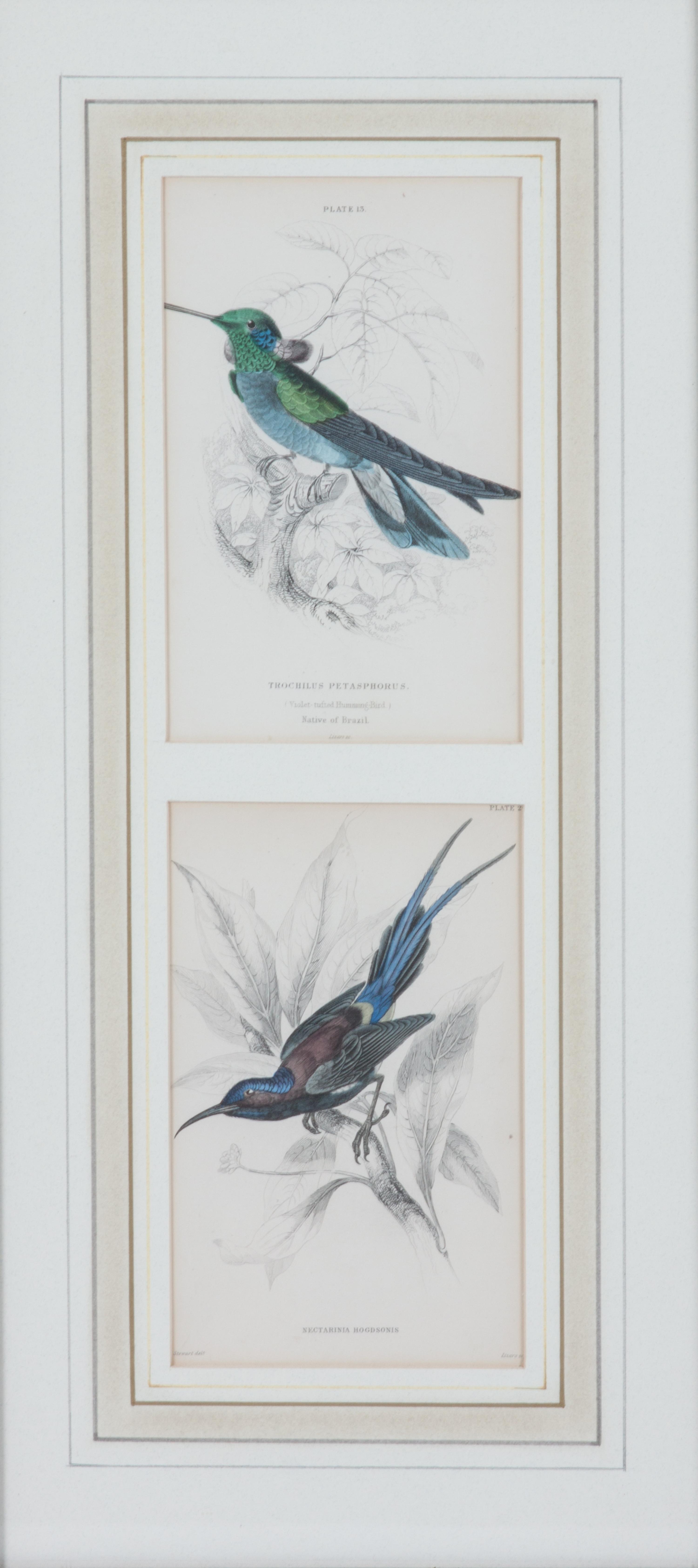 A Set of Seven Hand-colored Bird Engravings Height of largest frame 17 1/2 x width 8 1/2 inches. — After William Home Lizars, (Scottish, 1788-1859)