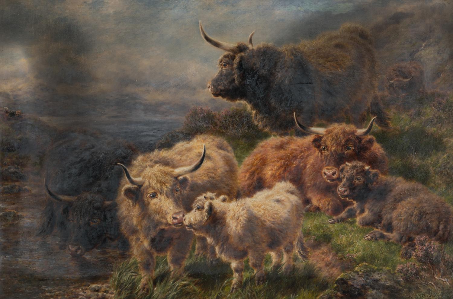 Highland Cattle , 1916