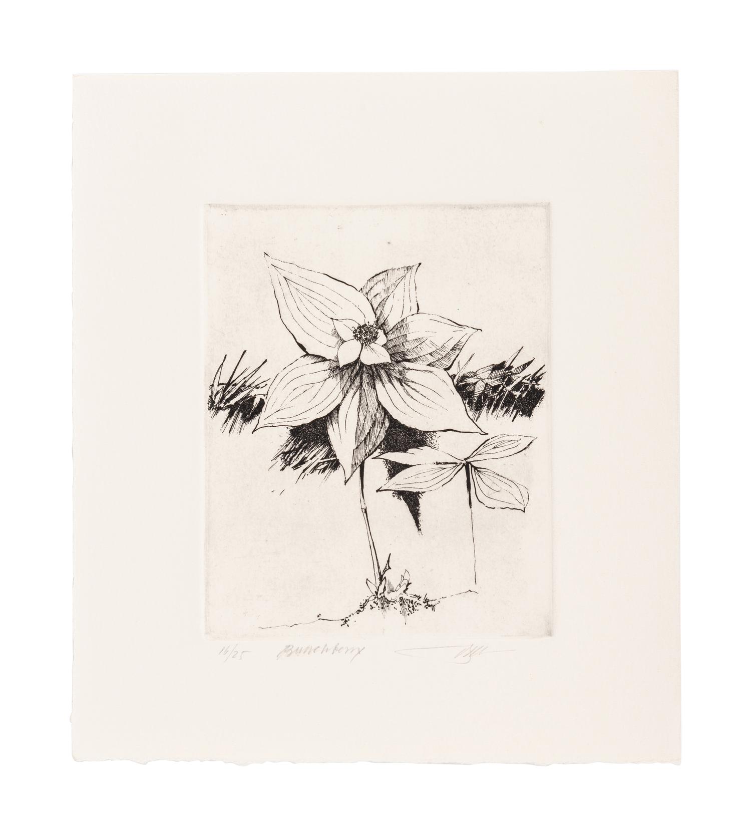 MOSER, Barry. Mayflower. [ca 1979]. 269 x 230 mm. Etching. Captioned and signed in pencil, designated artist’s proof (“ap”). — Bunchberry. [ca 1979]. 269 x 237 mm. Etching. Captioned and signed in pencil, numbered 16/25.