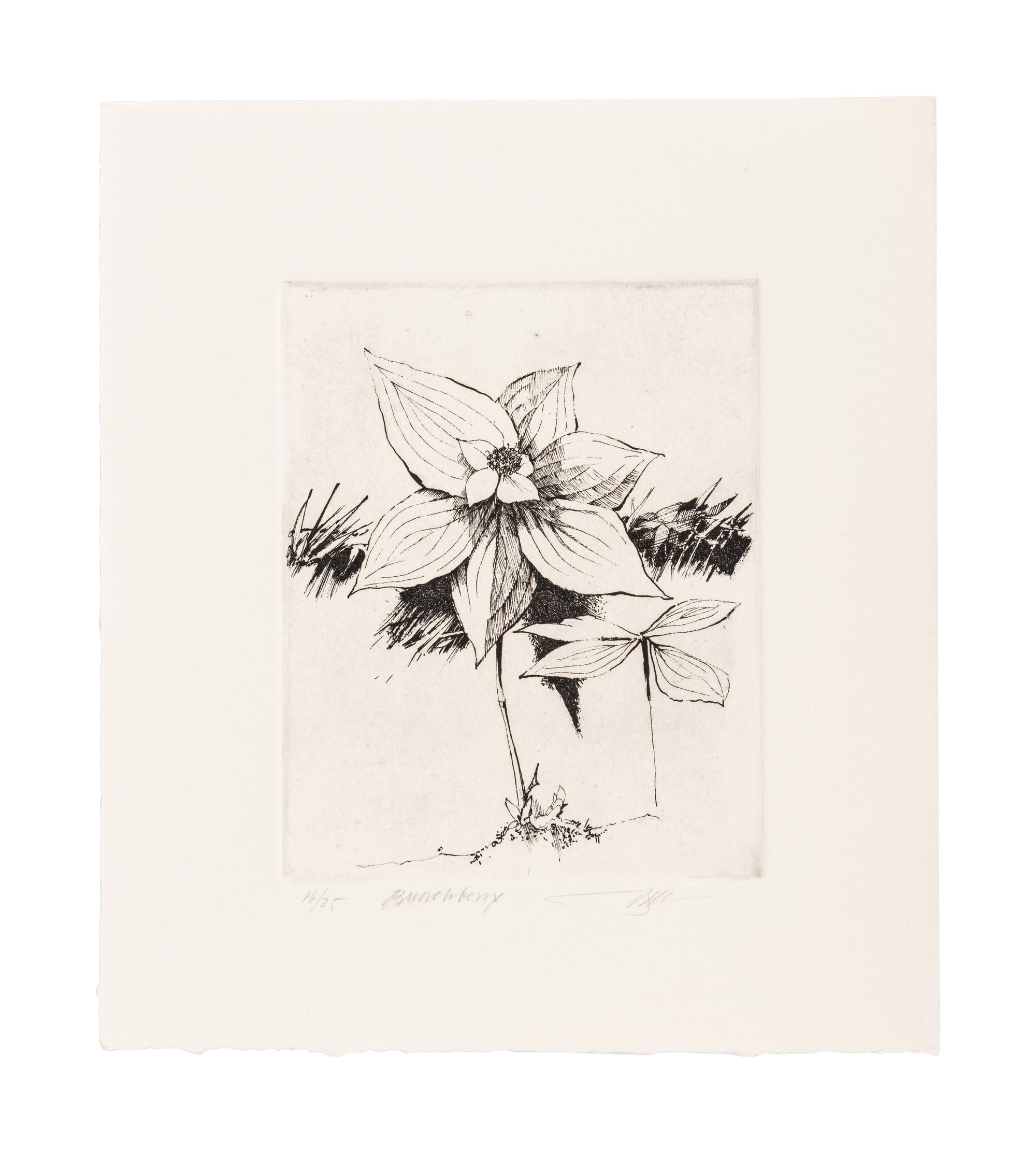MOSER, Barry. Mayflower. [ca 1979]. 269 x 230 mm. Etching. Captioned and signed in pencil, designated artist’s proof (“ap”). — Bunchberry. [ca 1979]. 269 x 237 mm. Etching. Captioned and signed in pencil, numbered 16/25.