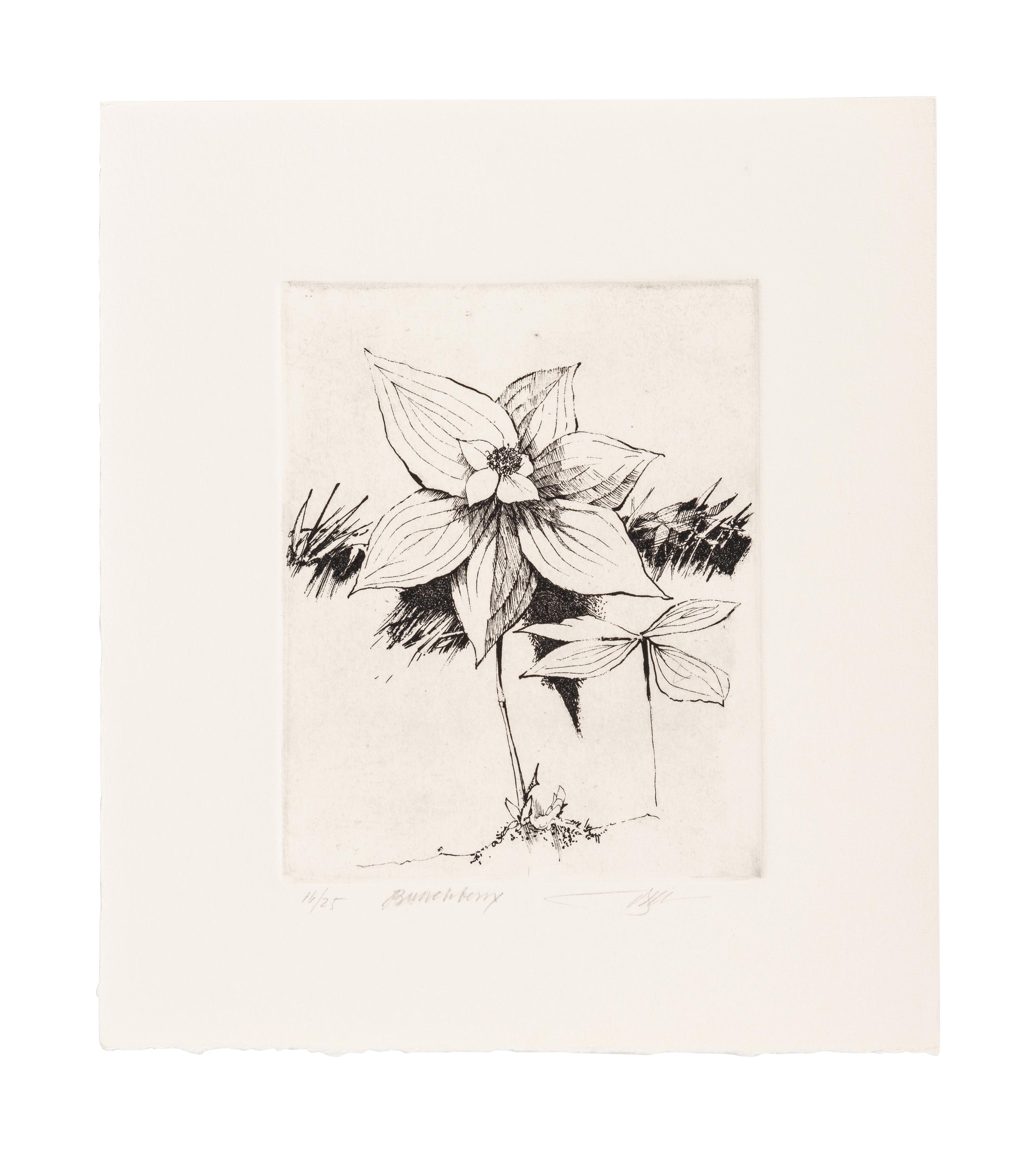 MOSER, Barry. Mayflower. [ca 1979]. 269 x 230 mm. Etching. Captioned and signed in pencil, designated artist’s proof (“ap”). — Bunchberry. [ca 1979]. 269 x 237 mm. Etching. Captioned and signed in pencil, numbered 16/25.