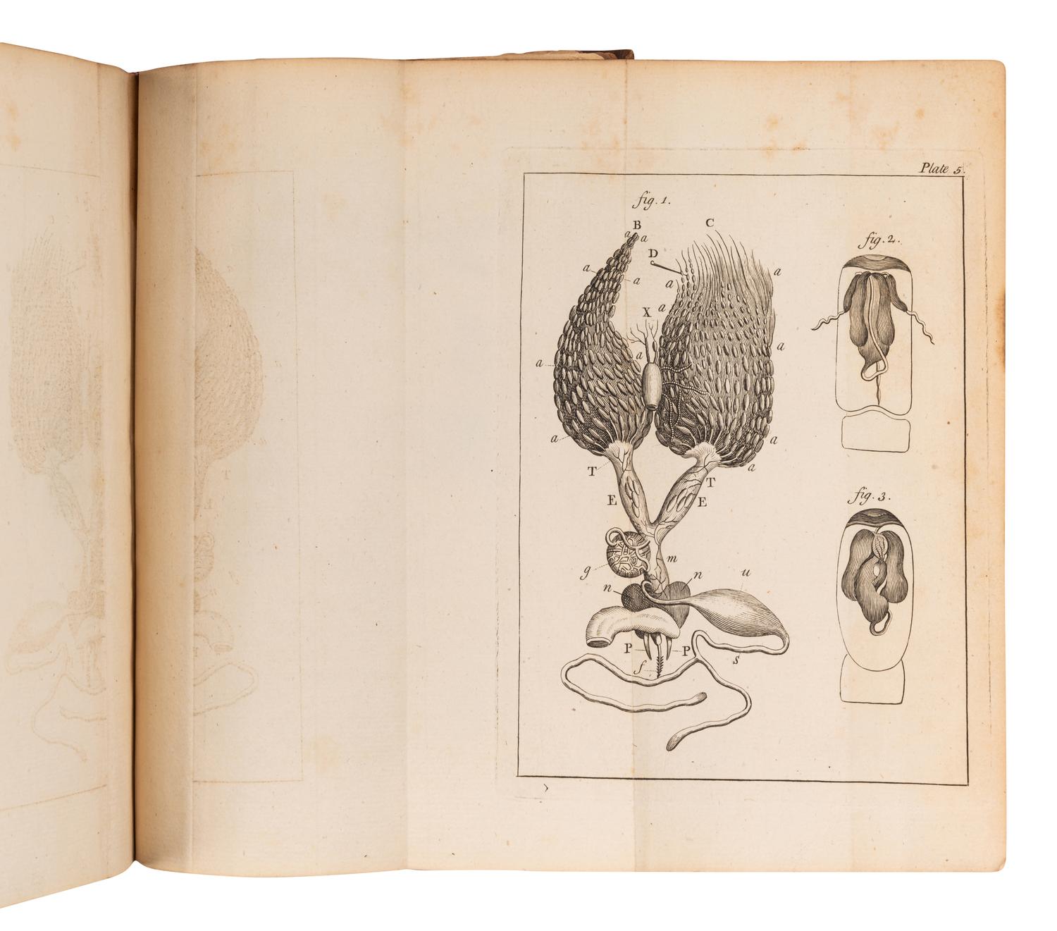 [BEES]. A group of 5 works about bees, comprising: