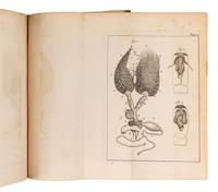 [BEES]. A group of 5 works about bees, comprising: