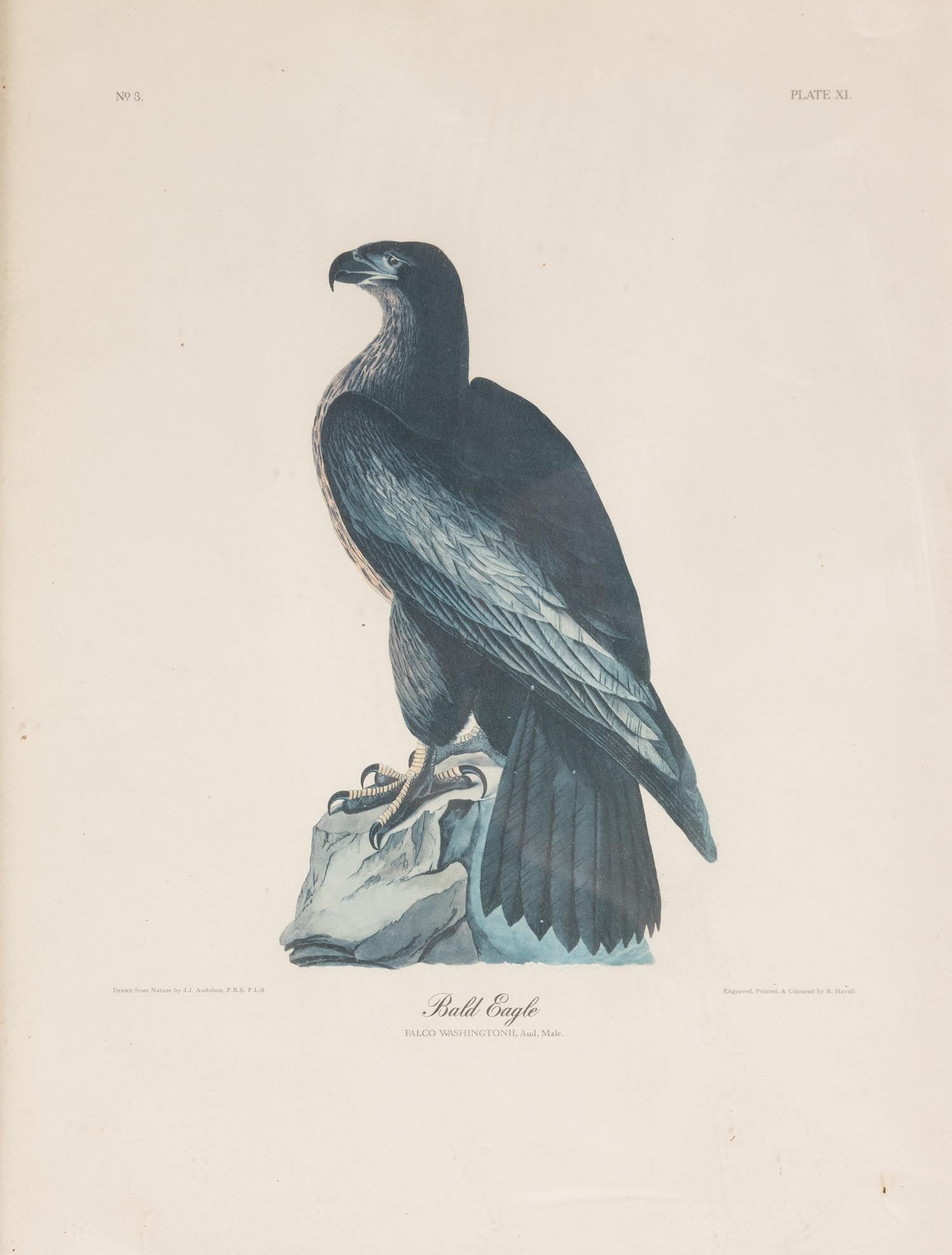Seven Framed Bird Engravings