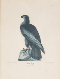 Seven Framed Bird Engravings