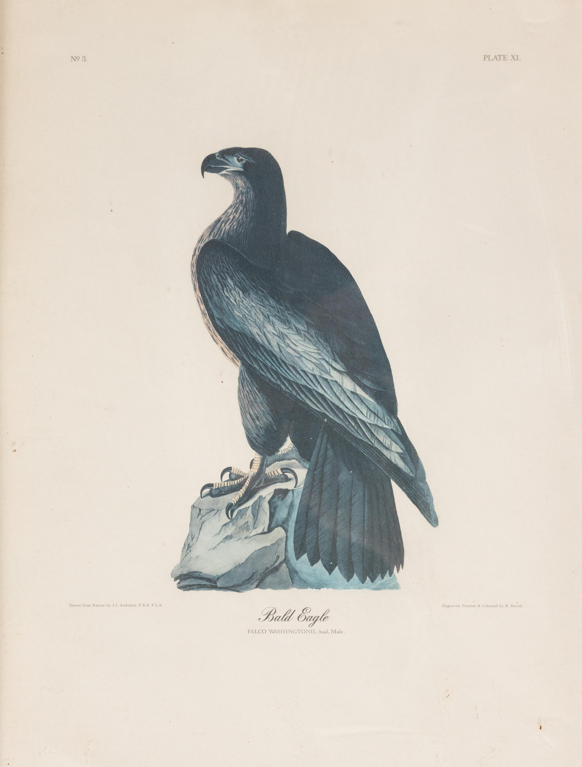 Seven Framed Bird Engravings